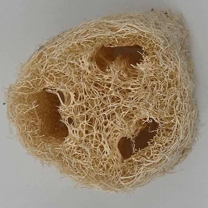 Alabama Grown Loofah Sponge